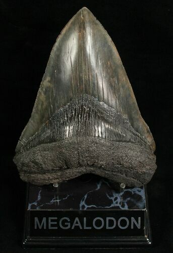 Huge Megalodon Tooth (RESTORED) #6650